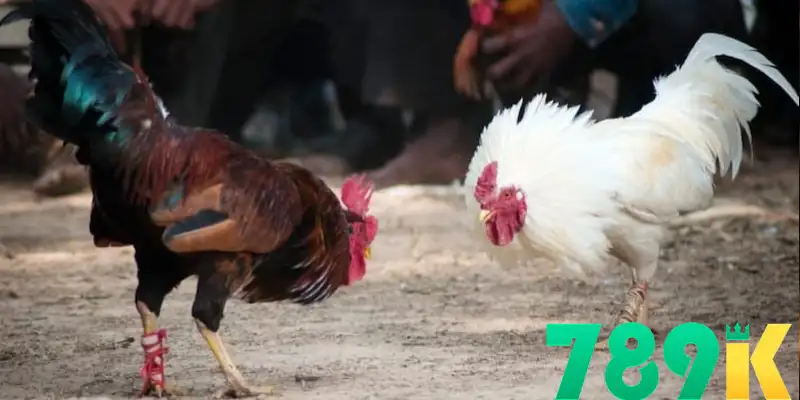 Đá gà trực tuyến an toàn đã trở thành mối quan tâm hàng đầu